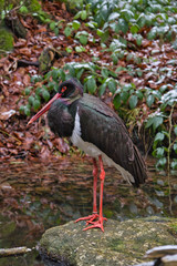 Schwarzer Storch am Bachlauf im Wald