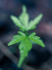 Closeup of green leaves