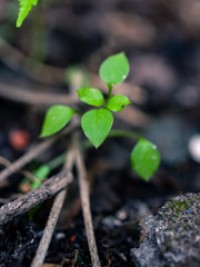 green sprout in the ground
