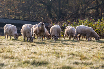 sheep on pasture