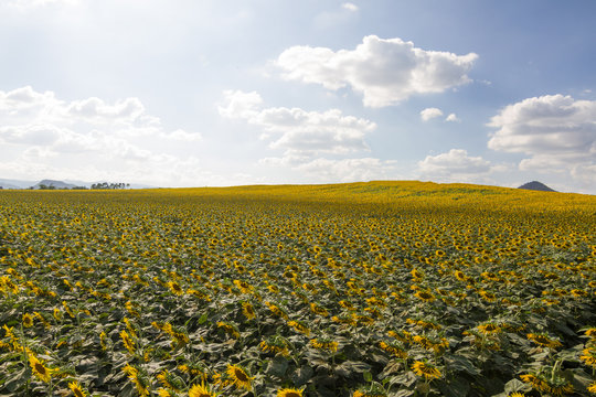 beautiful Sunflowers field