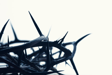 Crown of thorns with white background - 336422520