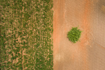 Aerial view ; Rows of soil before planting Cassava  farm pattern in a plowed field prepared