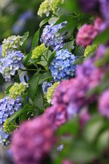 紫陽花