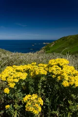 Fotobehang The Channel Islands in summer with good weather and greenery © Erol