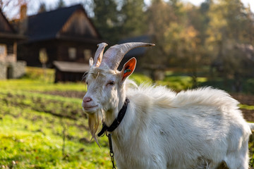 billy-goat
