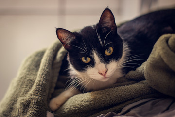 Cute black and white cat wrapped on a blanket.