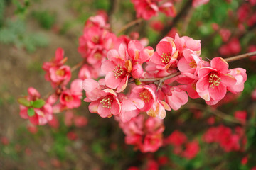 Obraz premium Tender pink flowers of Japanese quince in early spring on a branch. Spring is coming. The traditional plant of Henomeles blooms in spring in the gardens of Japan, Korea. China. Flowering branch 