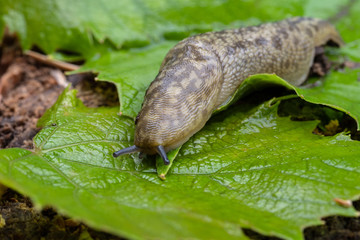 Biggest slug creeps along the green leaf of the plant.