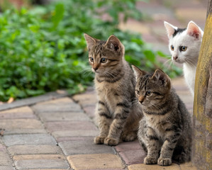 Three outbred kittens are sitting in the garden on the walkway. Selective focus.