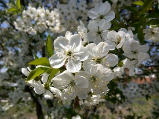 White blossoming branch of a tree in early spring