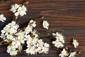 Twigs of blooming cherry on a brown wooden background. Place for text, copy space. Spring blooming branches, flat lay. Spring border background, flowering twig.