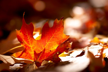Fototapeta na wymiar Glowing Maple Leaf On Ground