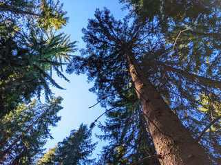 Pine trees in the forest