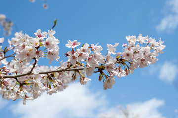 Spring is coming, a picture of cherry bloss