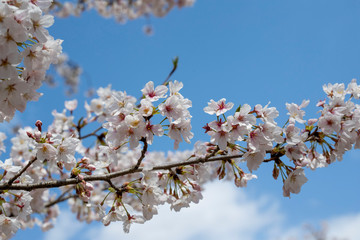 Spring is coming, a picture of cherry bloss