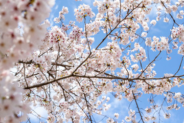 Spring is coming, a picture of cherry bloss