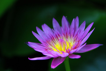 Lotus in Thailand.