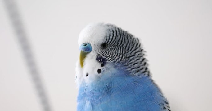 A wavy parrot sings. Head close up.