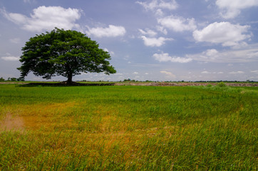Fototapeta na wymiar beautiful landscape Lonely tree in the meadow.