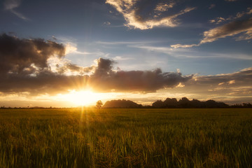 Fototapeta na wymiar Landscape of golden light with green rice meadow