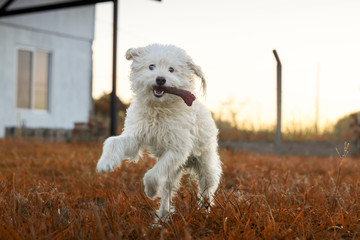 Cute dog playing with his bone toy in orange field with sunlight background.