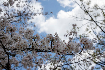 Spring is coming, a picture of cherry bloss
