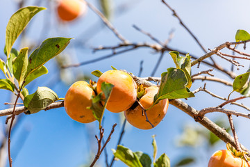 Manilkara kauki is a plant in the subfamily Sapotoideae, and the tribe Sapoteae of the family Sapotaceae; and is the type species for the genus Manilkara. known generally by the name caqui