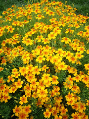 Obraz premium Flowerbed of yellow flowers of narrow-leaved marigolds. Color photo.
