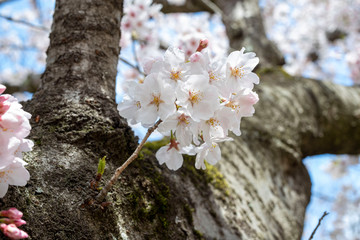 Spring is coming, a picture of cherry bloss