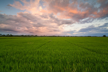 Fototapeta na wymiar Green rice field at sunset.
