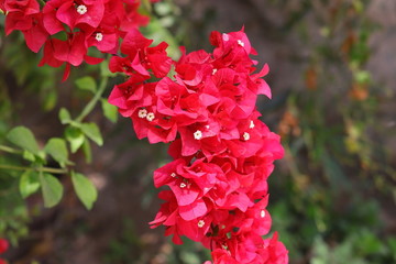 red bougainvillea flowers blooming in formal garden