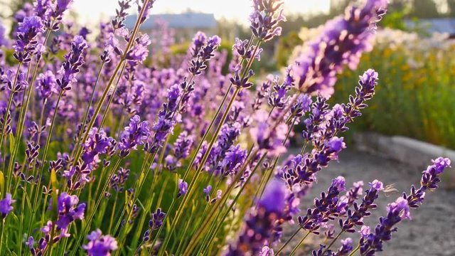 Swaying lavender flowers in bright sun. Purple roadside flowers