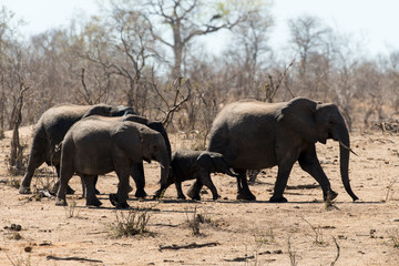 Fototapeta premium Eléphant d'Afrique, Loxodonta africana, Parc national Kruger, Afrique du Sud