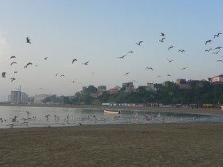 seagulls on the beach