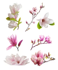 Foto op Canvas magnolia bloemen © anphotos99