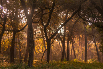 atardecer en campo 