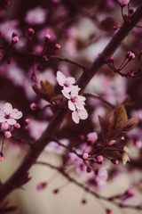 Sakura, Kirschblüten im Frühling