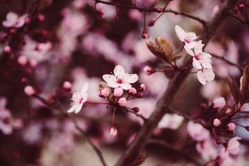 Sakura, Kirschblüten im Frühling
