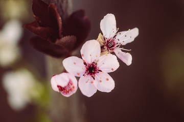 Sakura, Kirschblüten im Frühling