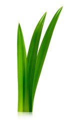 Pandan leaves isolated on white background with clipping path.