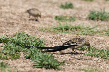 Euplecte à longue queue,
Euplectes progne, Long tailed Widowbird, Afrique du Sud