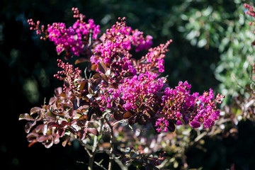 Arboretum, Parc Vallee aux Loups