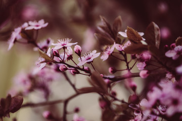 Sakura, Kirschblüten im Frühling