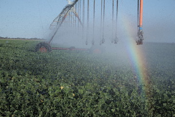 Plantação de feijão com irrigação artificial pivo com efeito de arcoiris.