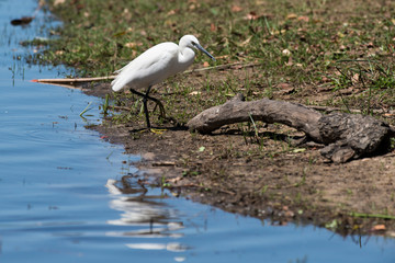 Grande Aigrette,.Ardea alba, Great Egret