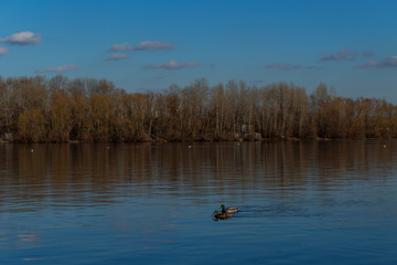 wild ducks on a large lake with blue water and blue sky in early spring