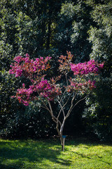 Naklejka premium Arboretum, Parc Vallee aux Loups