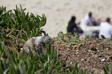 Squirrel looks on picnickers with hope