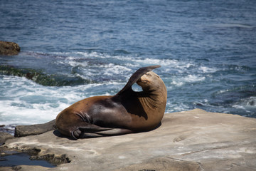 Fototapeta premium Lone Sea Lion Posing on rock